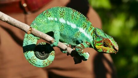 Madagaskar – Natur pur: Baobabs, Lemuren & Tsingy