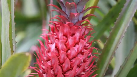 Mauritius, Rodrigues – Inselwandern im Indischen Ozean