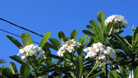 La Réunion - Vulkantrekking im Indischen Ozean