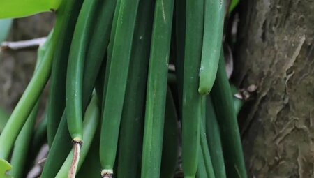 La Reunion – Vulkantrekking im Indischen Ozean