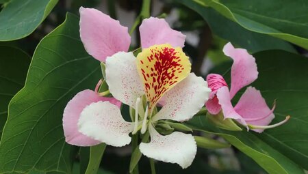 La Réunion - Tropisches Europa