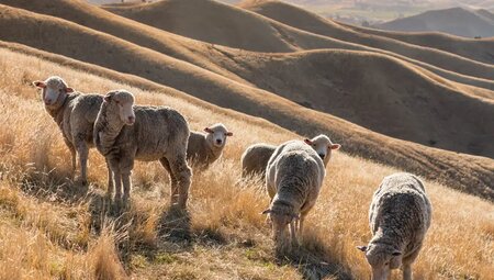 Neuseeland – Trekking Routeburn, Heaphy & Abel Tasman
