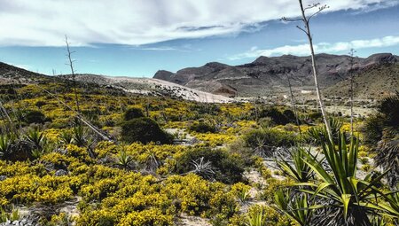 Blumenpracht im Cabo de Gata Naturpark
