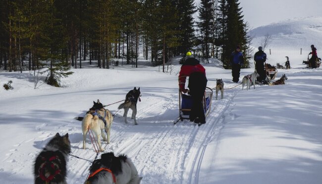 Während der Huskyfahrt