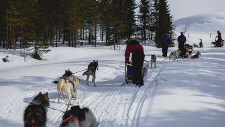 Finnland - Husky-Safari