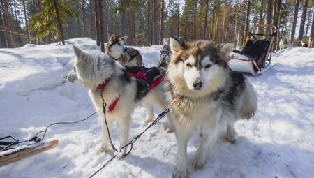 Finnland - Saija's Wintertraum