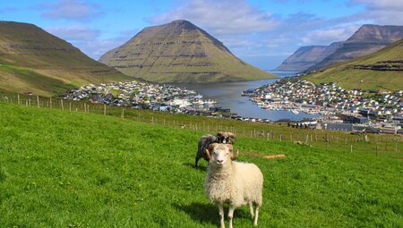 Schafe vor dem atemberaubenden Stadtbild von Klaksvik auf den FäröerInseln