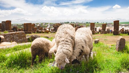 Schafe auf dem Friedhof von Noratus