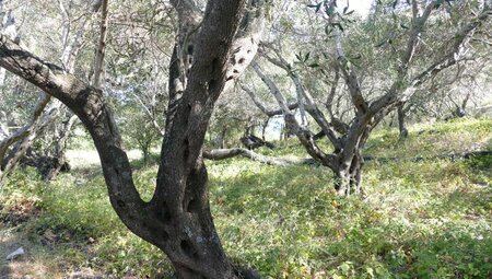 Korfu - Wandern auf dem Korfu Trail