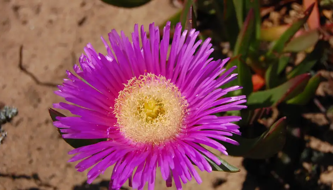 Sardinien – Südwesten & Sant'Antioco zu Fuß erkunden