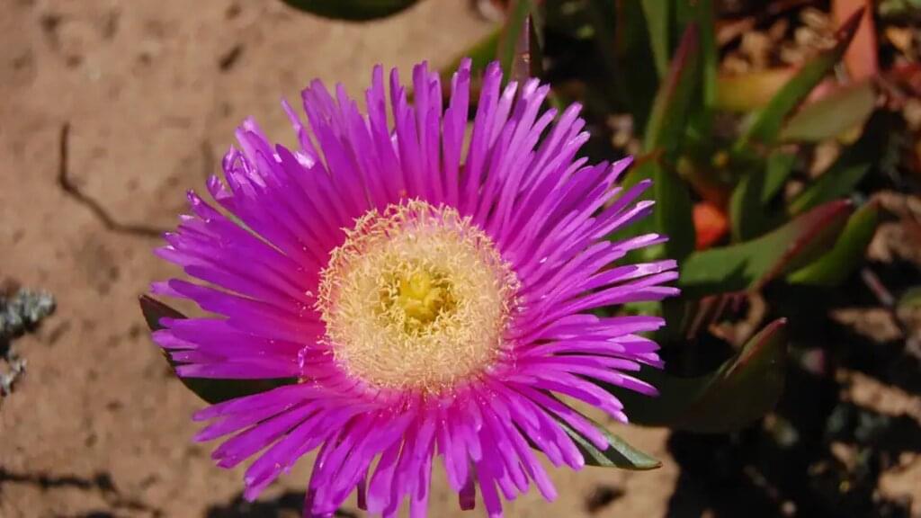 Sardinien – Südwesten & Sant'Antioco zu Fuß erkunden