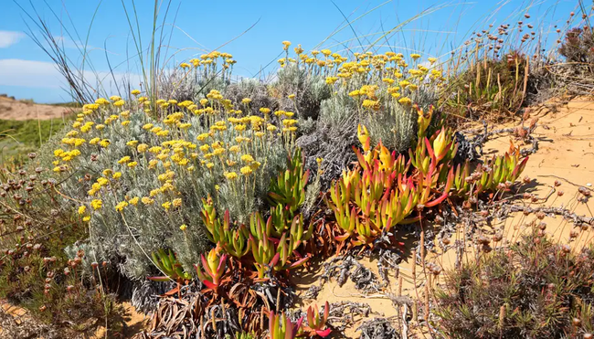 Portugal - Fischerpfade und Atlantikbrise (Selfguided)