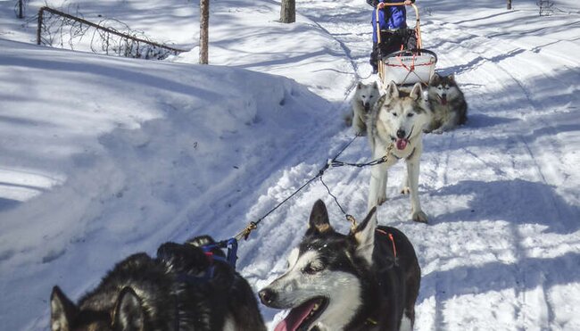 Finnland - Husky-Safari durch die Winterlandschaft
