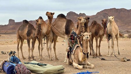 Algerien - Hoggar-Gebirge & Tassili nAjjer-Plateau