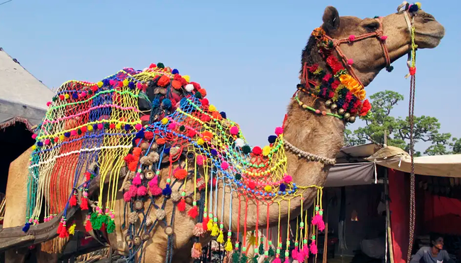 Indien - Im Reich der Maharajas