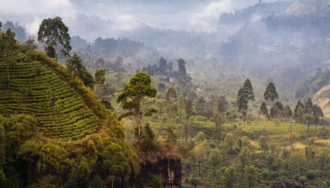 Sri Lanka - Wanderreise: Vom Hochland bis zur Küste