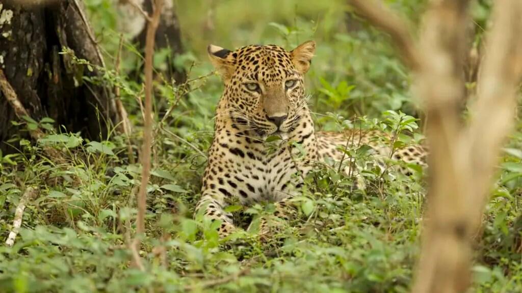 Sri Lanka – Kleine Insel, große Vielfalt