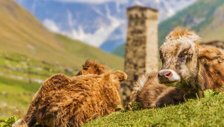 Georgien - Trekking in Tuschetien und Swanetien