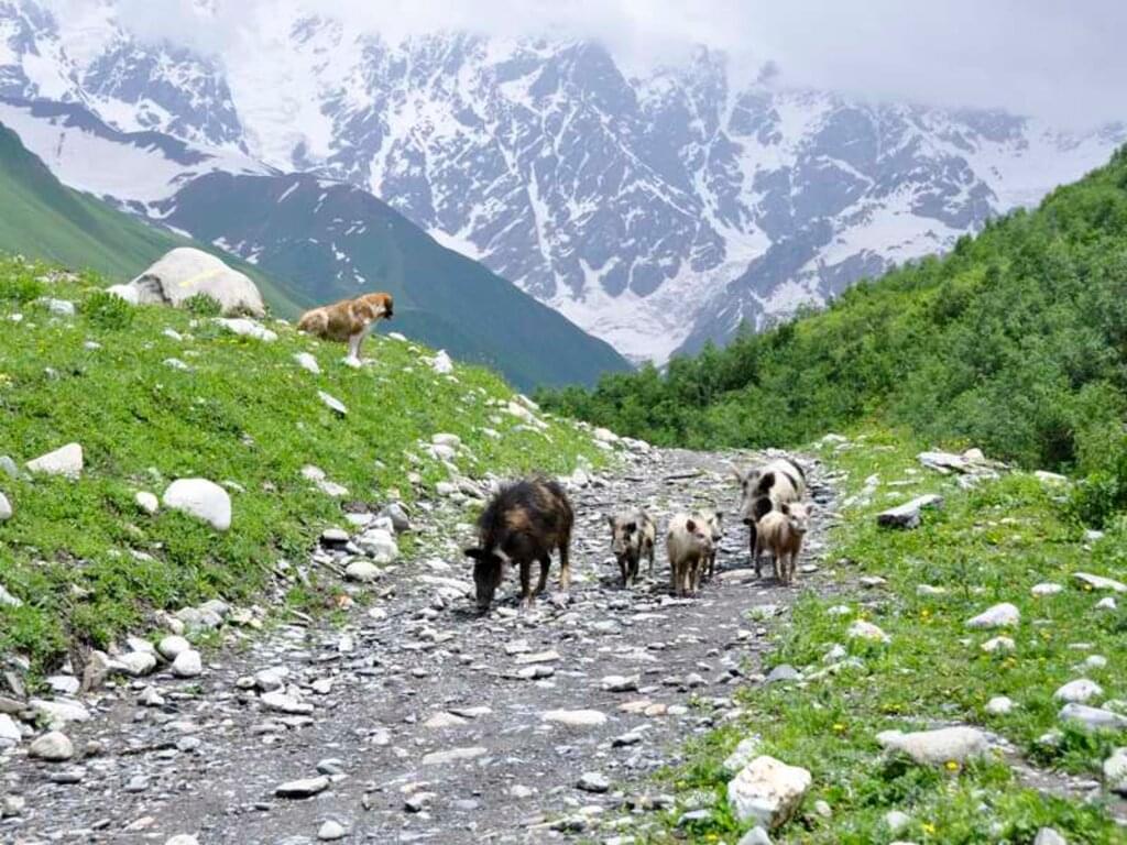 Georgien - Wandern im Großen und Kleinen Kaukasus