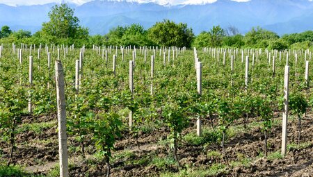 Armenien, Georgien - Natur und Kultur aktiv im Kaukasus