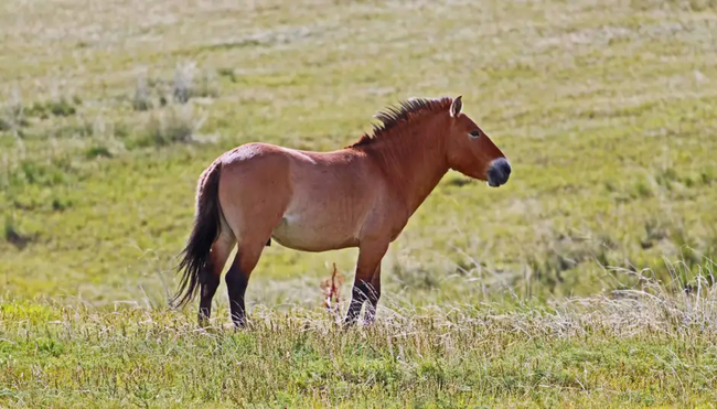 Mongolei – West nach Ost: Im Rhythmus der Nomaden