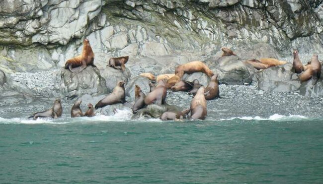 Alaska - Denali Nationalpark & Kenai-Halbinsel