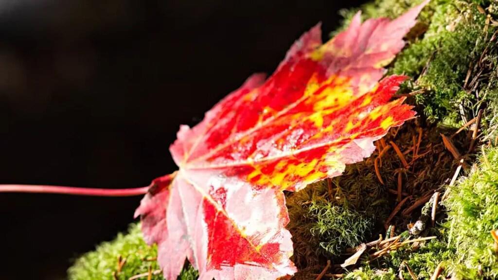 Kanada – Indian Summer: Montreal bis Quebec