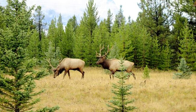 Kanada - Rocky Mountains: Wandern mit Komfort