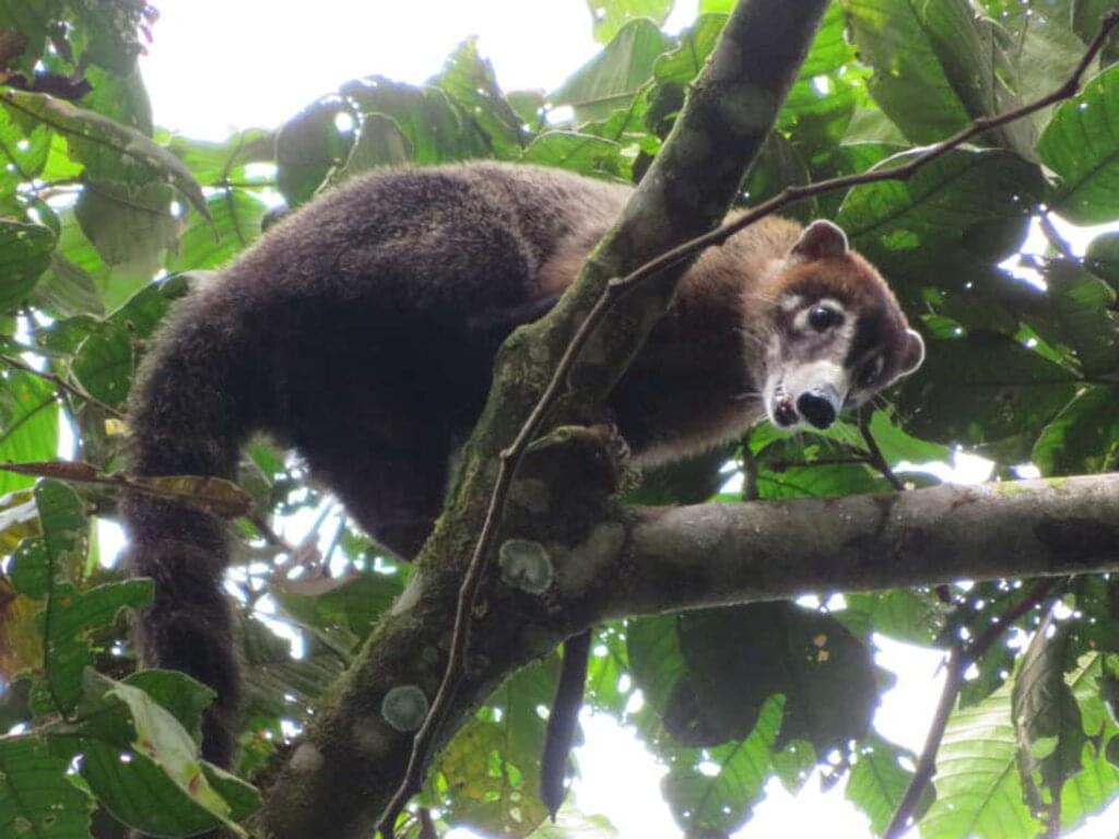 Costa Rica - Tropische Pfade zwischen den Ozeanen