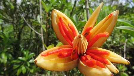 Costa Rica - Wandern, Staunen und Genießen