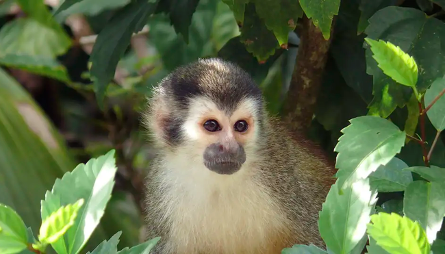 MTB Costa Rica - Pura Vida, Vulkane und Urwald