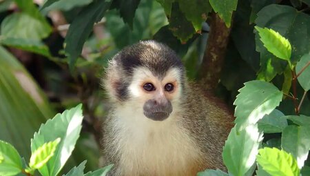 MTB Costa Rica - Pura Vida, Vulkane und Urwald