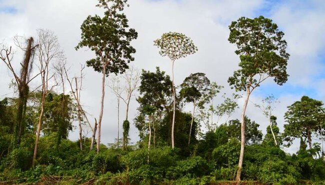 Bolivien - Madidi Nationalpark