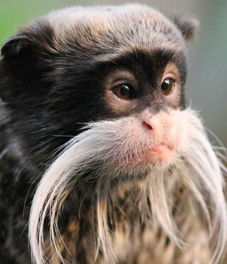 Peru - Amazonas: Regenwald erkunden