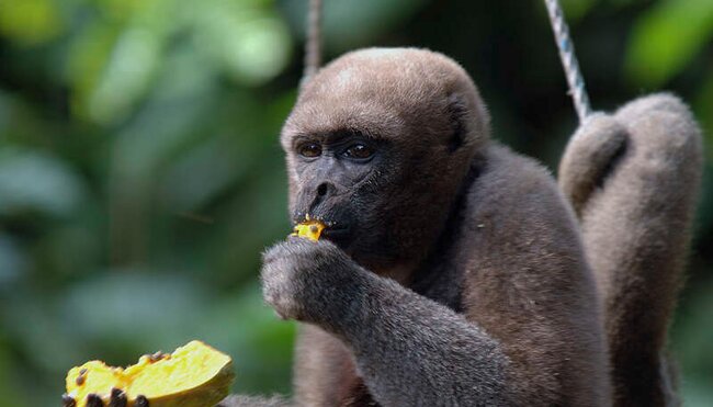 Kolumbien - Amazonas im Dreiländereck