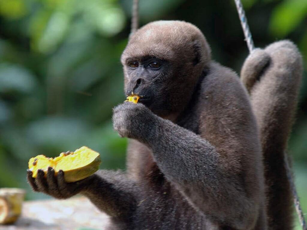 Kolumbien - Amazonas im Dreiländereck