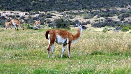 Patagonien - W Trek im Torres del Paine Nationalpark