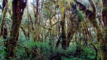 Kilimanjaro - Besteigung über die Lemosho-Route