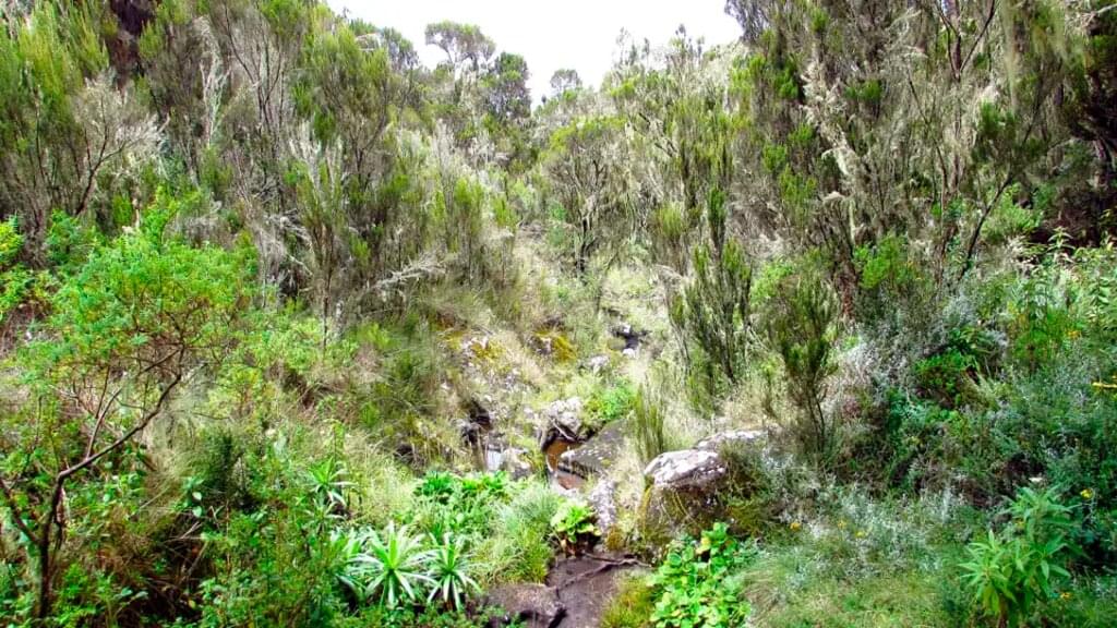 Kilimanjaro Marangu-Route Gruppenreise inkl. Flug