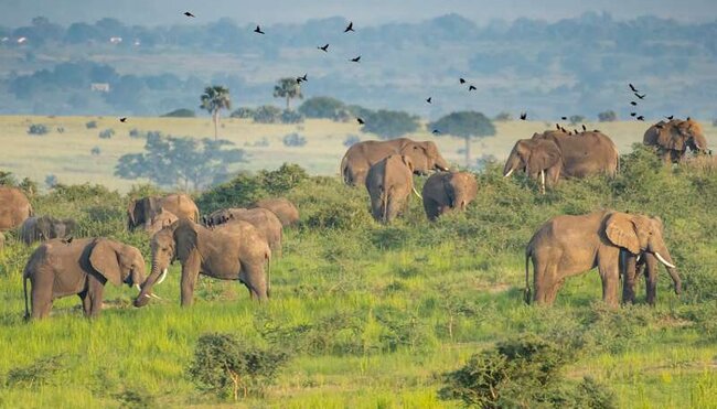 Uganda - Safari im Murchison Falls Nationalpark Uganda - Safari im Murchison Falls Nationalpark