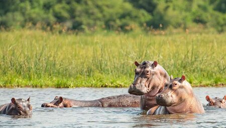 Uganda - Safari im Murchison Falls Nationalpark Uganda - Safari im Murchison Falls Nationalpark