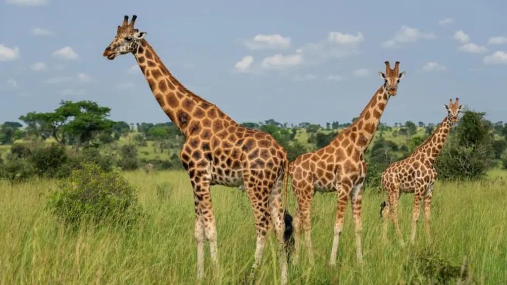 Uganda – Safari im Murchison Falls Nationalpark