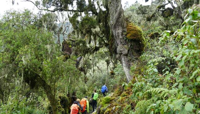 Uganda, Ruanda - Gorilla-Tracking und Ruwenzori-Gebirge Uganda, Ruanda - Gorilla-Tracking und Ruwenzori-Gebirge