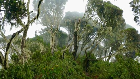 Uganda, Ruanda - Gorilla-Tracking und Ruwenzori-Gebirge Uganda, Ruanda - Gorilla-Tracking und Ruwenzori-Gebirge