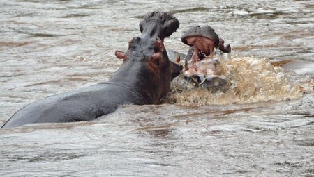 Uganda, Ruanda - Gorilla-Tracking und Ruwenzori-Gebirge Uganda, Ruanda - Gorilla-Tracking und Ruwenzori-Gebirge