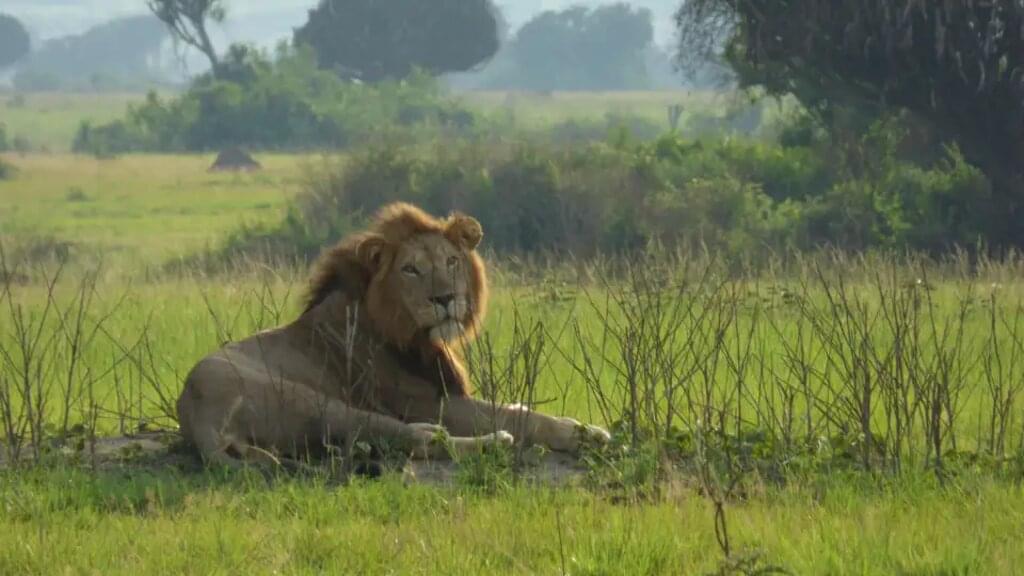 Uganda, Ruanda – Gorilla-Tracking und Ruwenzori-Gebirge