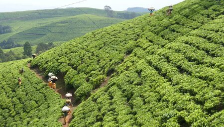 Uganda, Ruanda – Gorilla-Tracking und Ruwenzori-Gebirge