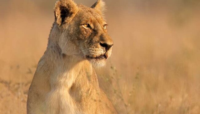 Südafrika - Überquerung der Drakensberge & Safari
