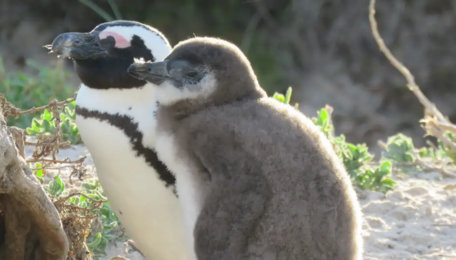 Südliches Afrika – Camping-Safari im Outback Afrikas