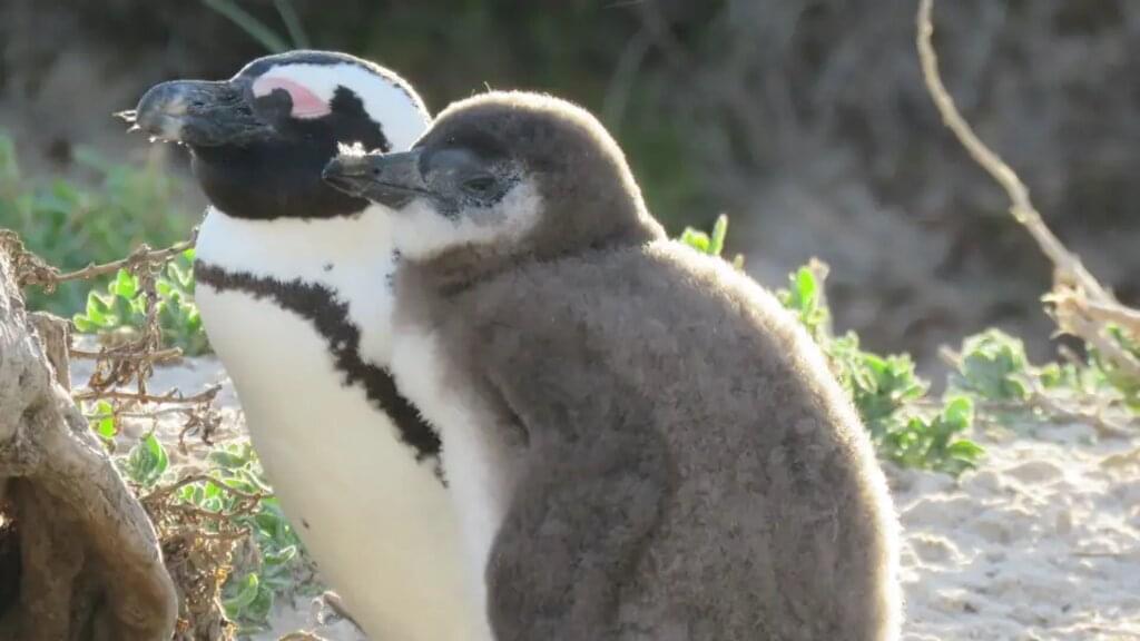 Südliches Afrika – Camping-Safari im Outback Afrikas